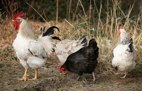 Grippe aviaire : recensement des propriétaires d’oiseaux