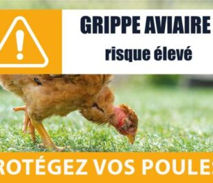 GRIPPE AVIAIRE : niveau de risque IAHP est passé de « modéré » à « élevé »