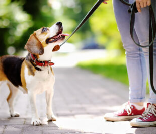 CHIENS TENUS EN LAISSE